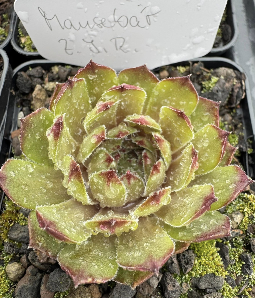 Mausebär (NNG25)