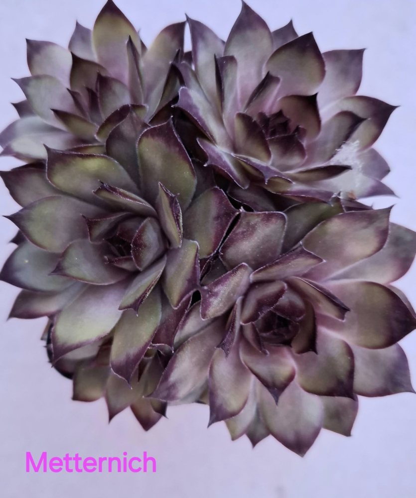 Metternich (NG)