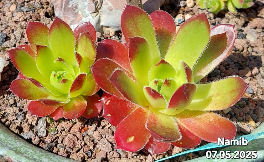 Namib/ Jovi (NNG)
