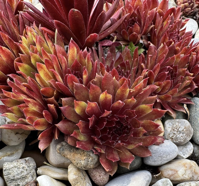 Orange Varnish