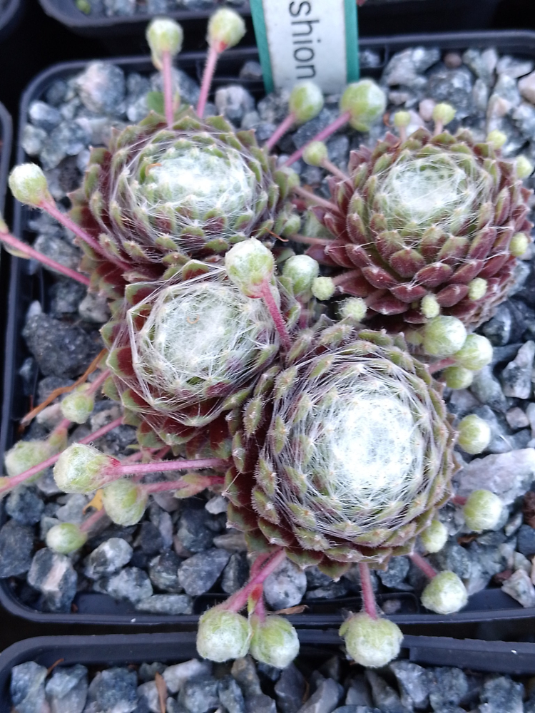Pin Cushion