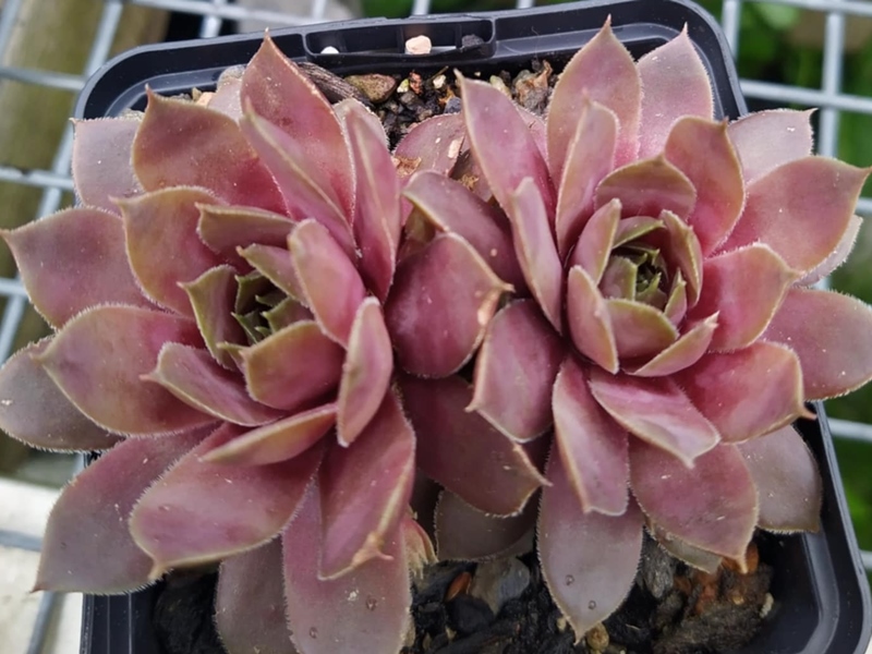Pink Baby Girl (NNG25)