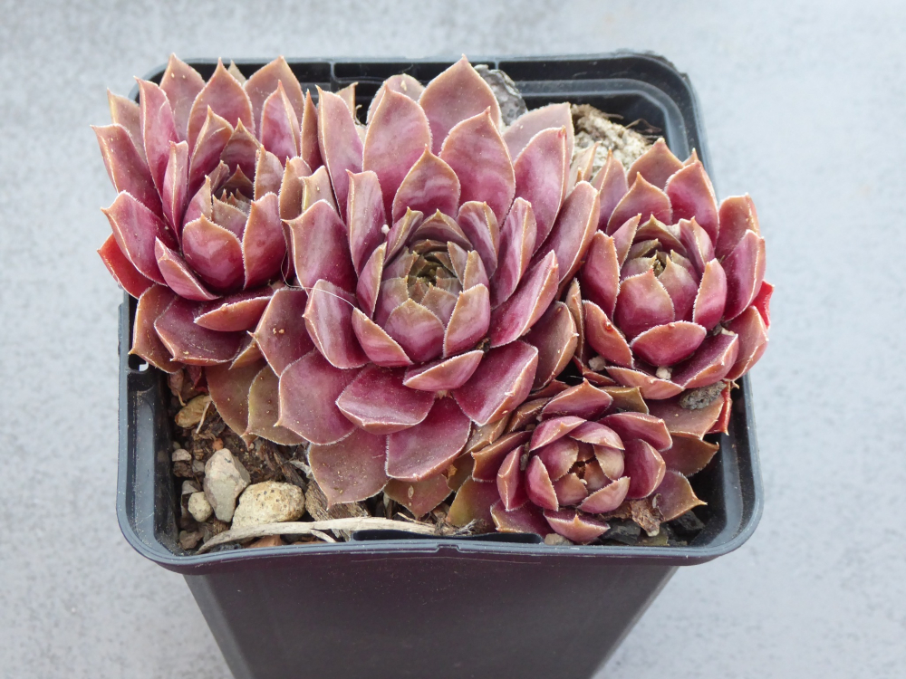 Pink Baby Girl (NNG25)