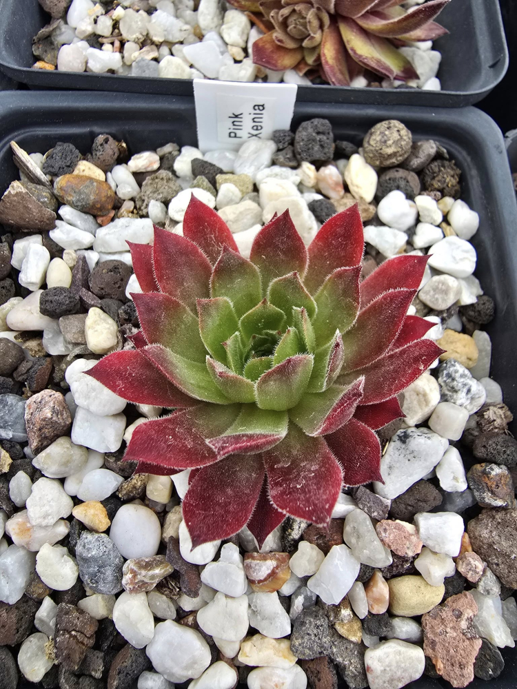 Pink Xenia (NNG)