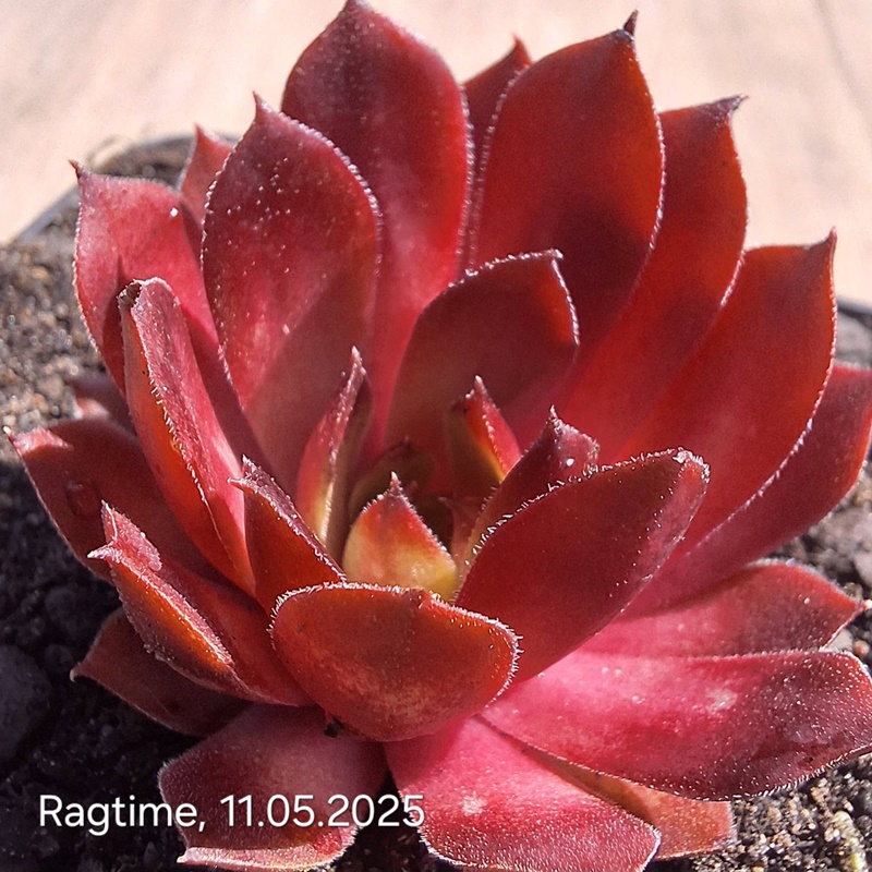 Ragtime