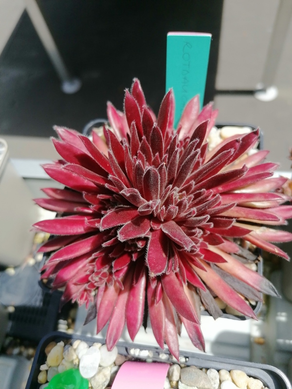 Rotbauchunke (NNG25)