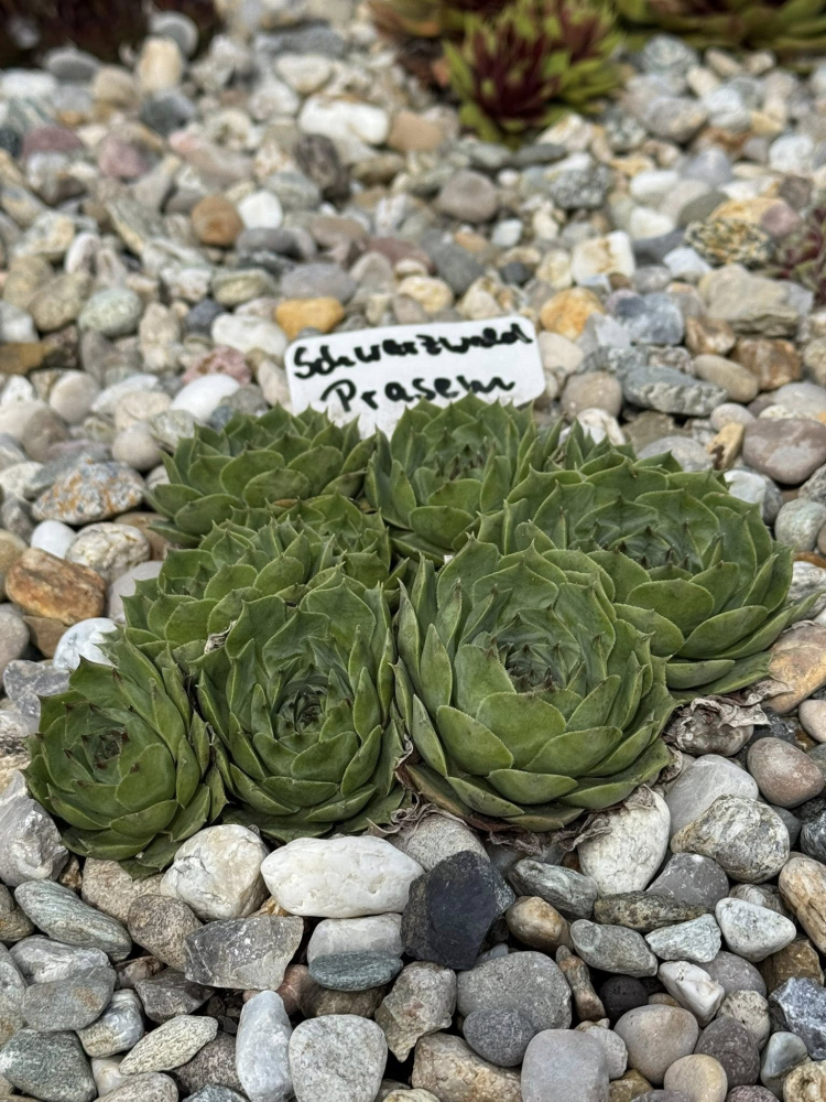 Schwarzwald Prasem (NNG)