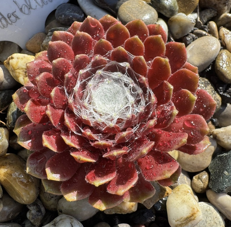 Sill's Wunderblume