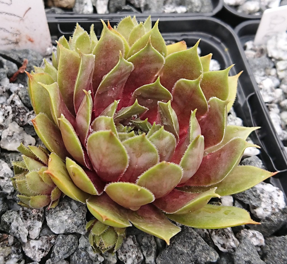 Sweet Willi (NNG25)