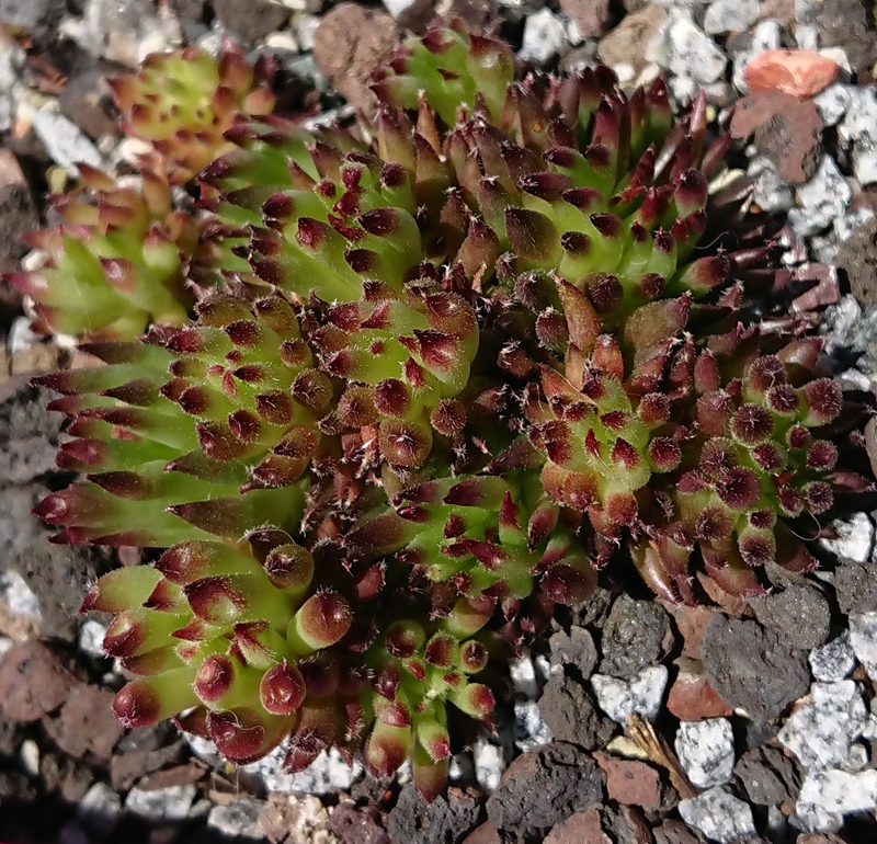 Swinegel (NNG25)