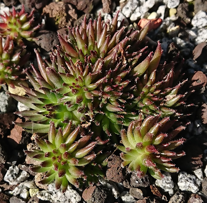 Swinegel (NNG25)