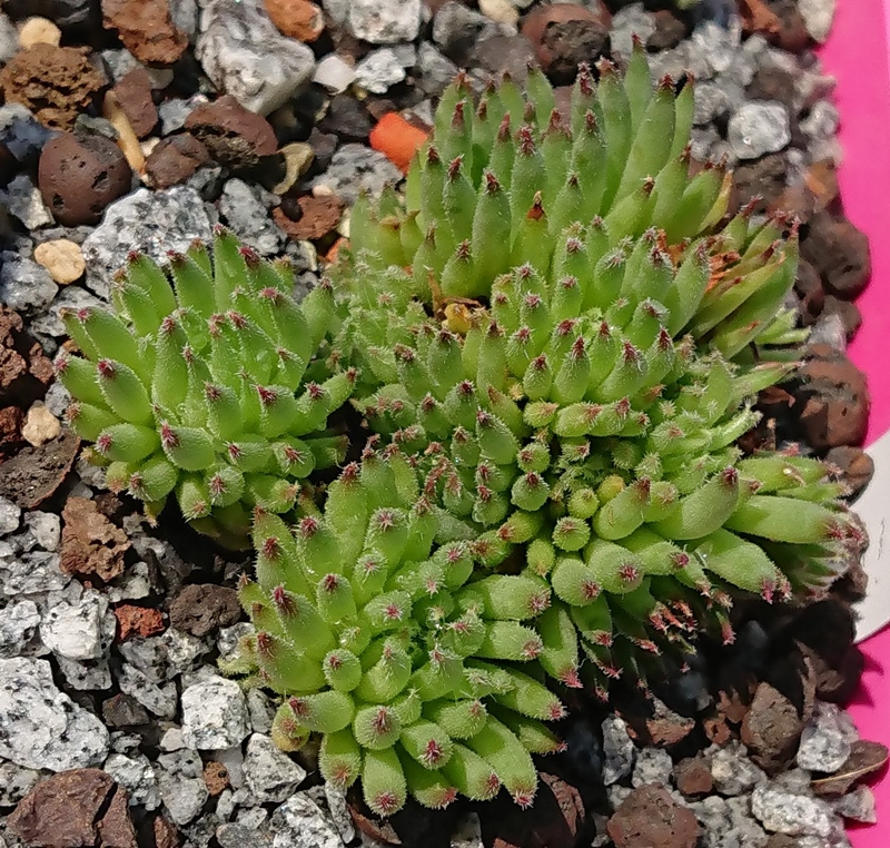 Swinegel (NNG25)