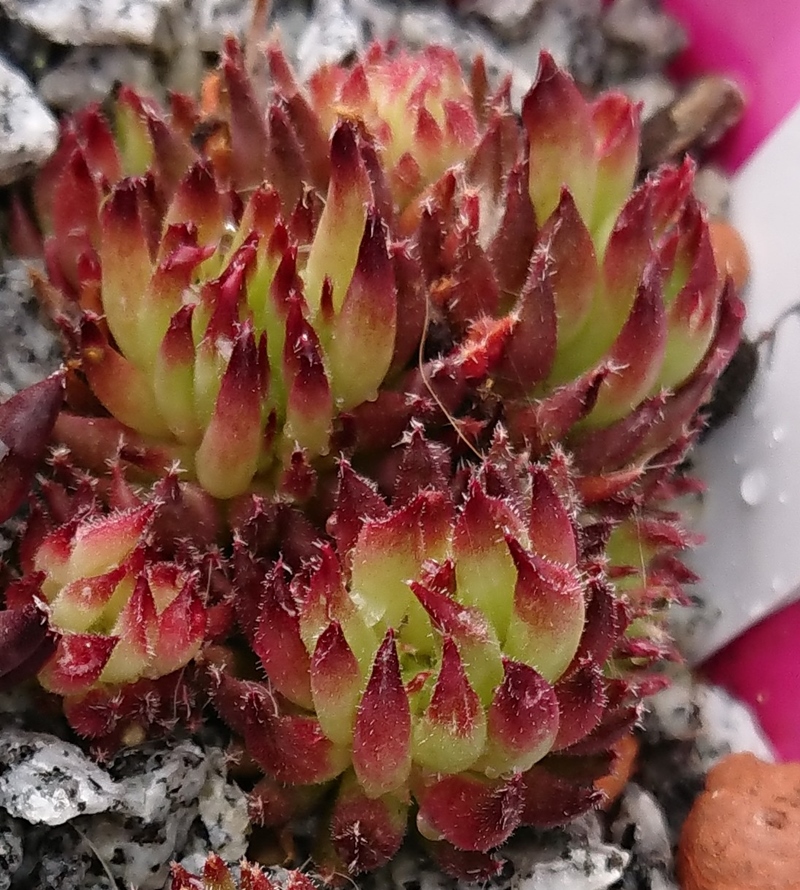 Swinegel (NNG25)
