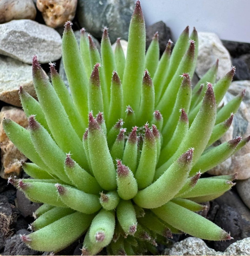 Swinegel (NNG25)