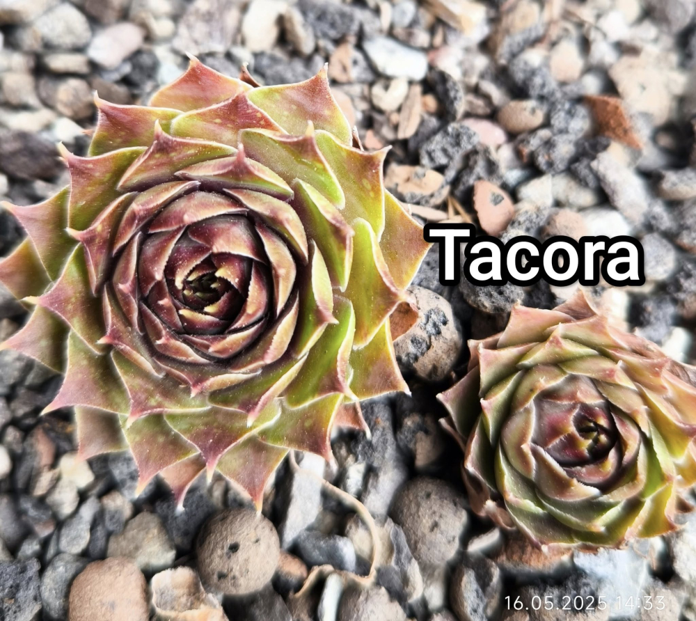 Tacora