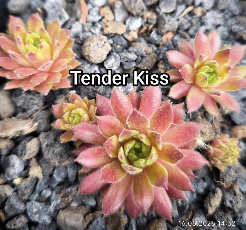 Tender Kiss
