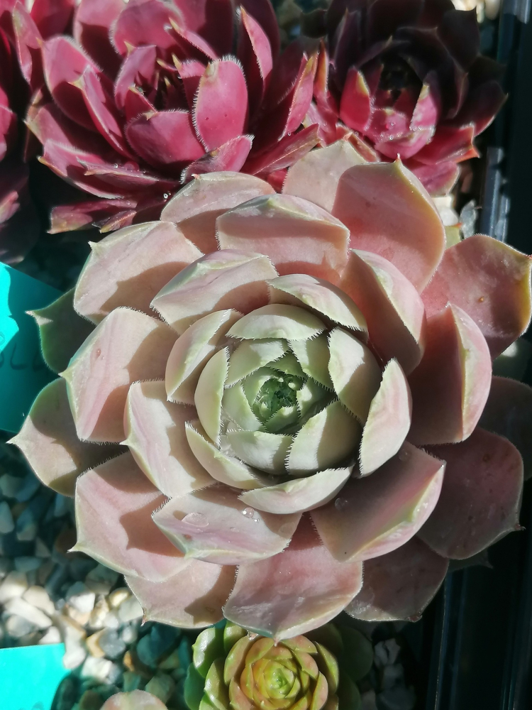Jade Blush