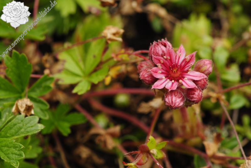 arachnoideum from Malga Ombretta