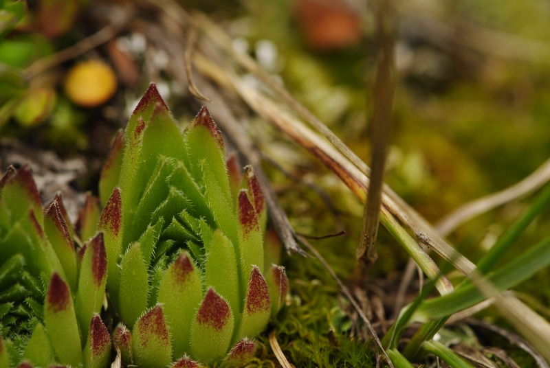 dolomiticum from Val Ombretta, W
