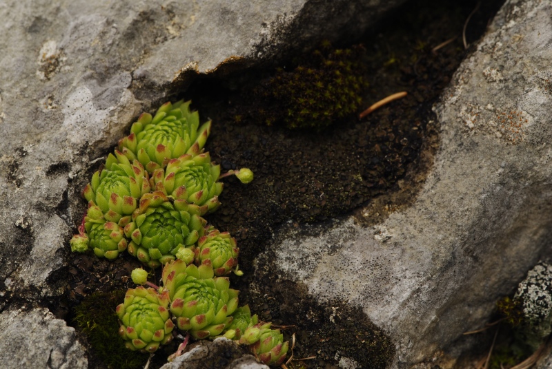 dolomiticum from Val Ombretta, W