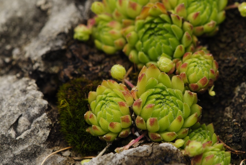 dolomiticum from Val Ombretta, W