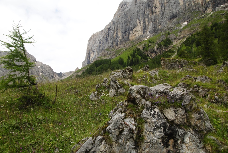arachnoideum from Malga Ombretta