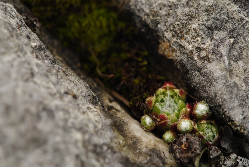 arachnoideum from Malga Ombretta
