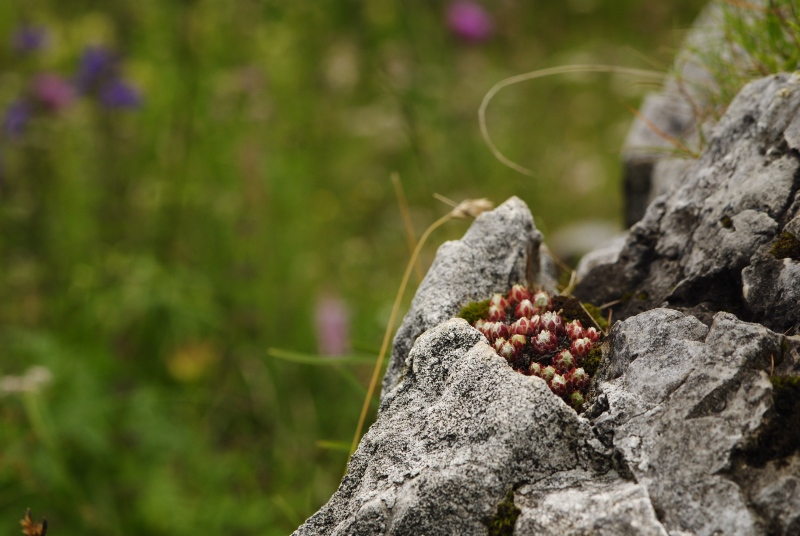 arachnoideum from Malga Ombretta