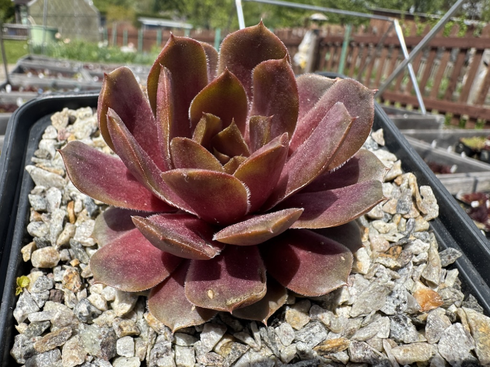  Wiener Honig (NNG)
