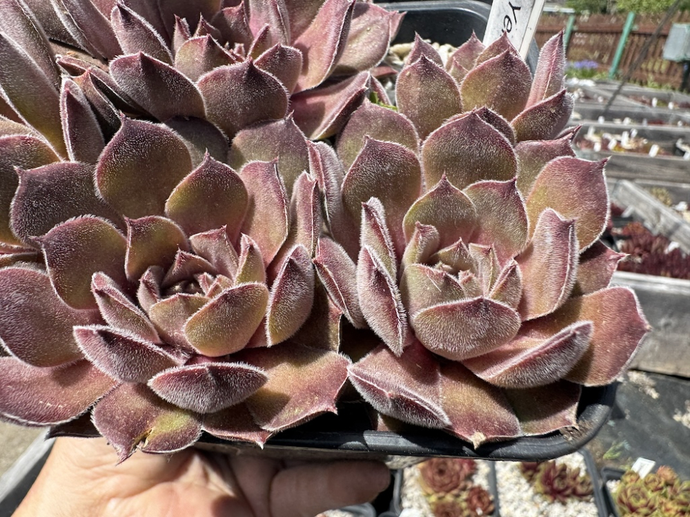  Yellow Citrin