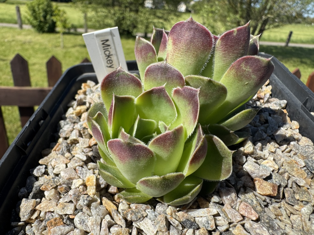  Mickey Mouse / Jovi