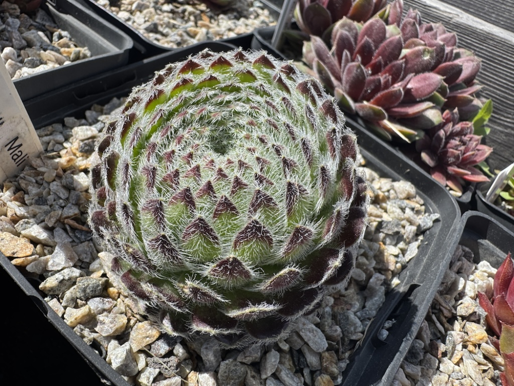 ciliosum ssp. octopodes from Mali Hat