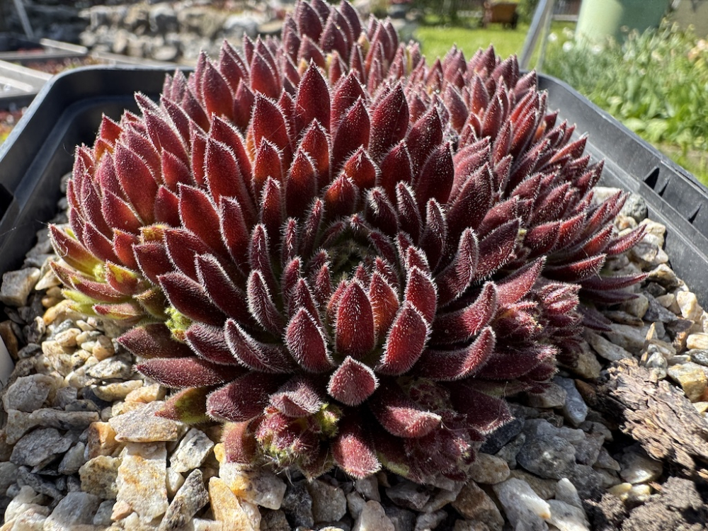  Coccinella (NNG)