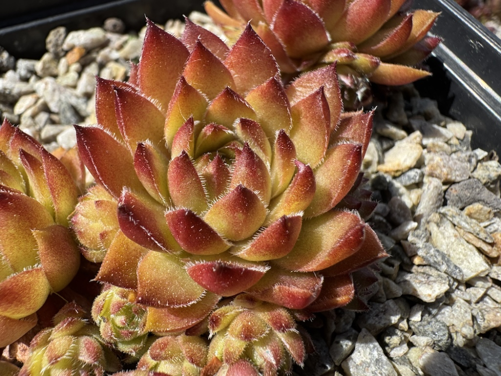 Coco de Mer (NNG24)