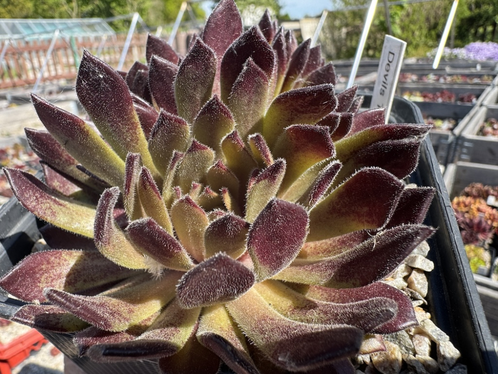 Devils Temptation (NNG)