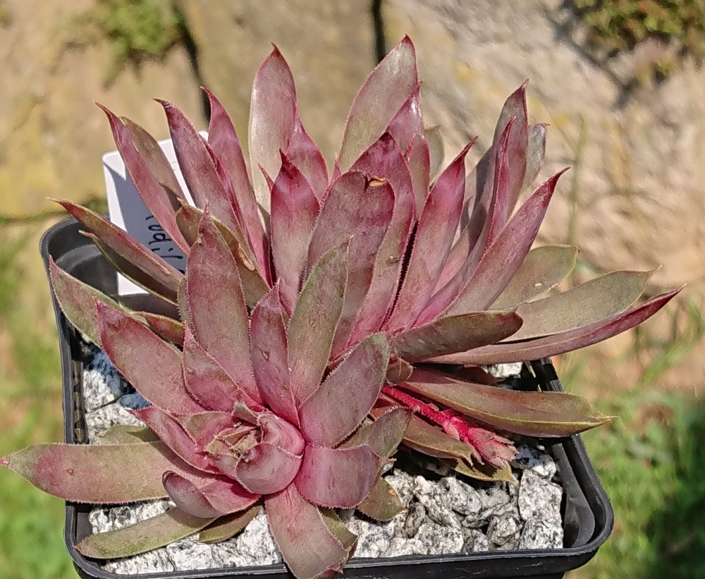 Krokodil Gena