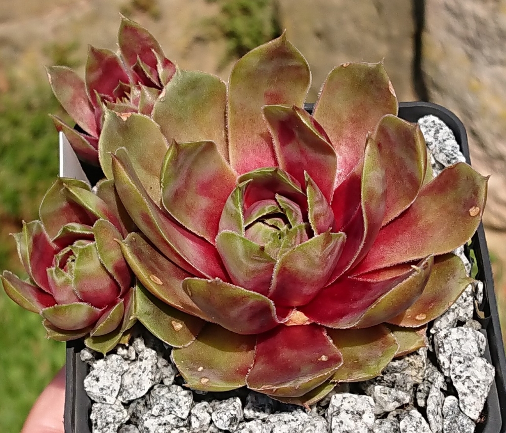 Lotus