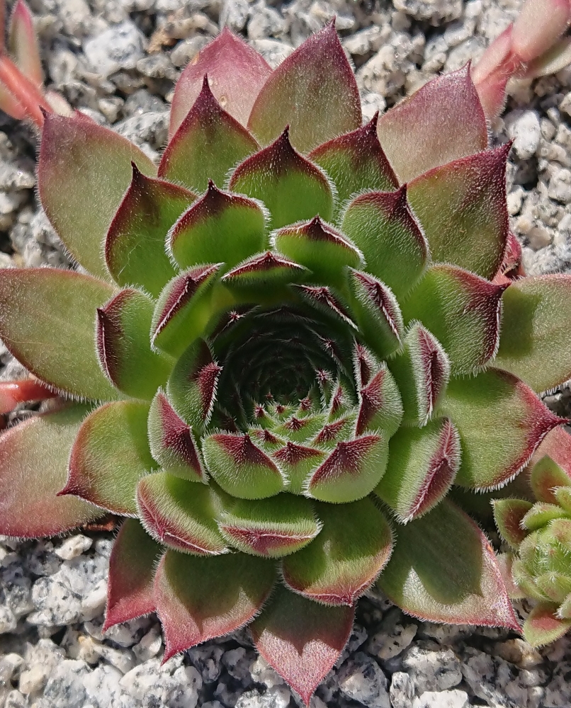 Lotusblüte