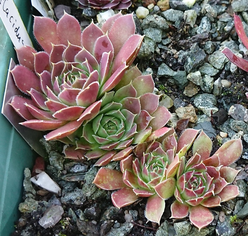 Miaplacidus