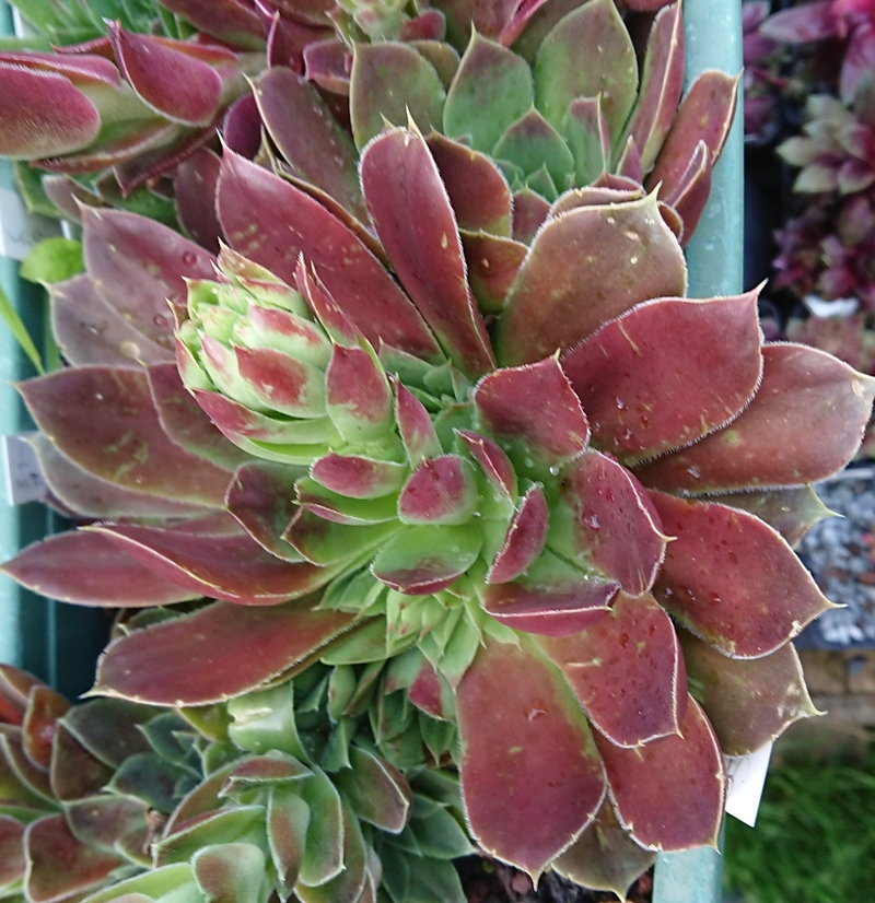 Miaplacidus