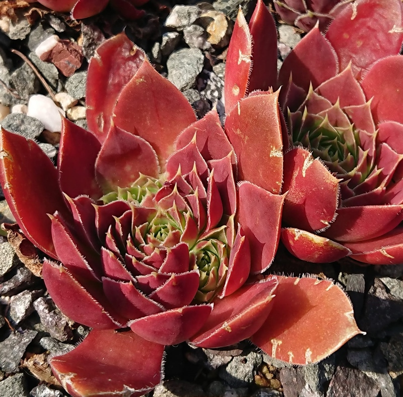 Miaplacidus