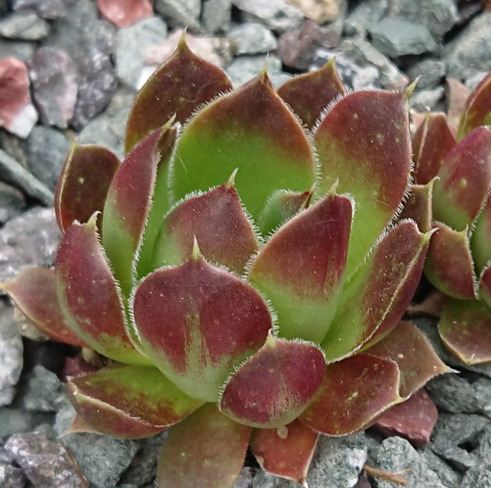 Miaplacidus