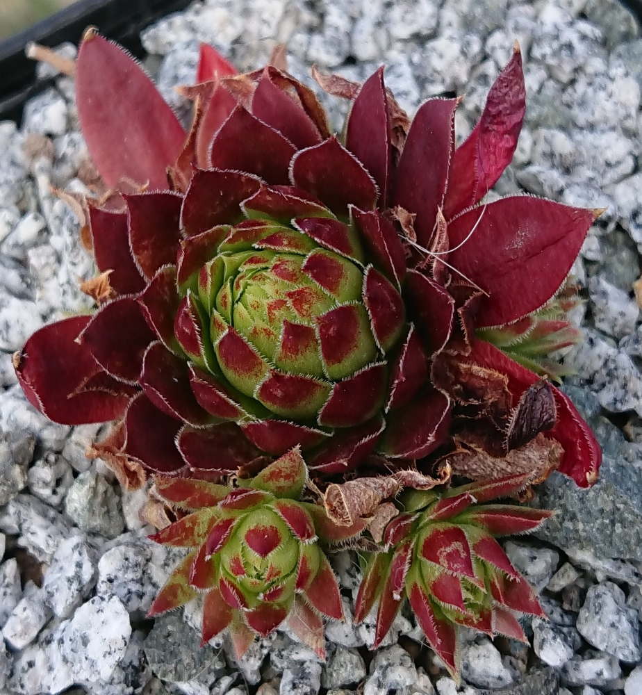 My cochinella