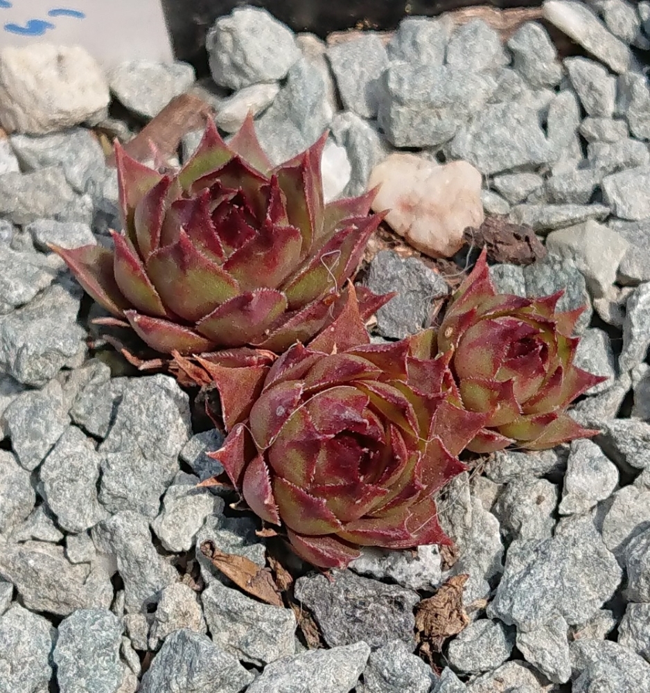 Nörtoft's Beauty