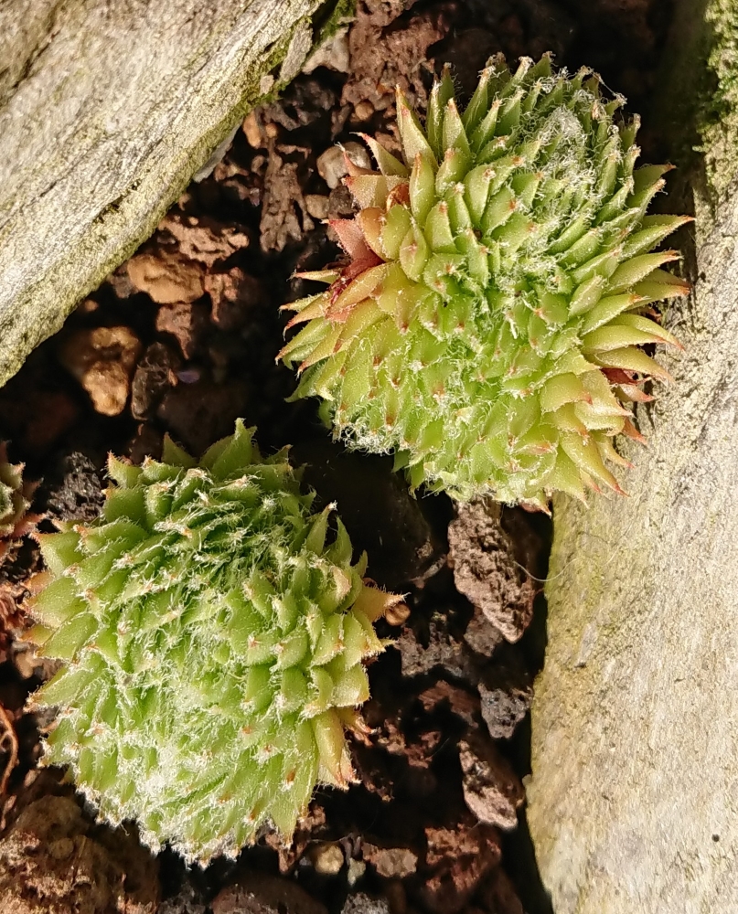 Pfälzer Igel