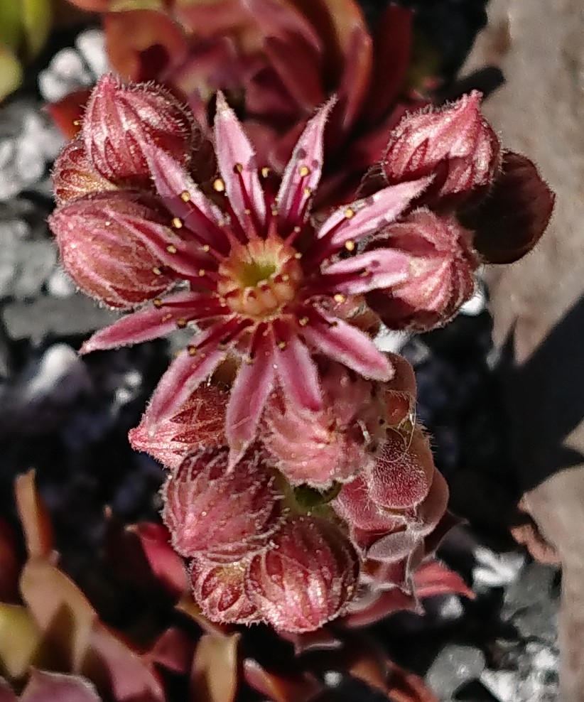 Pilatus