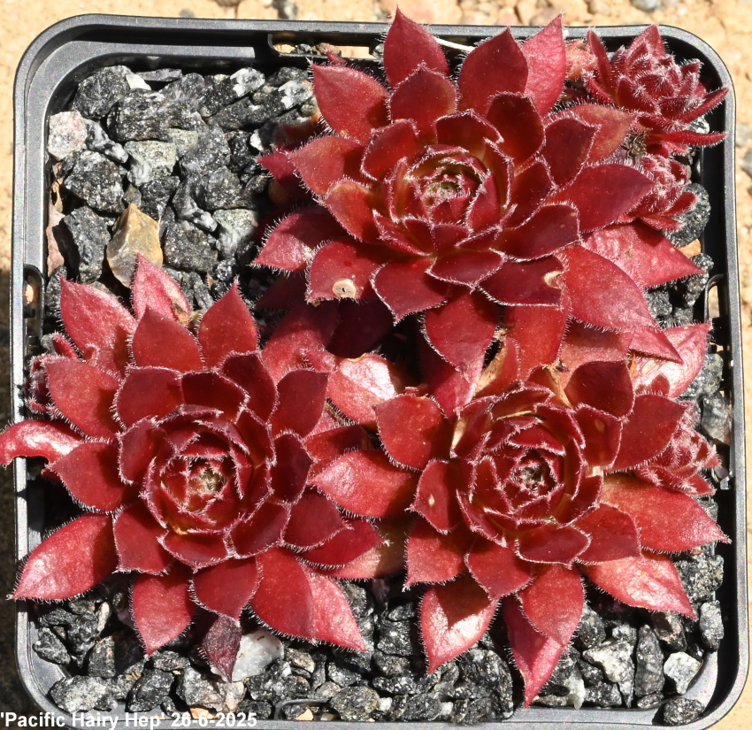 Pacific Hairy Hep