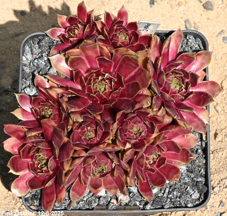 Pink Dazzler