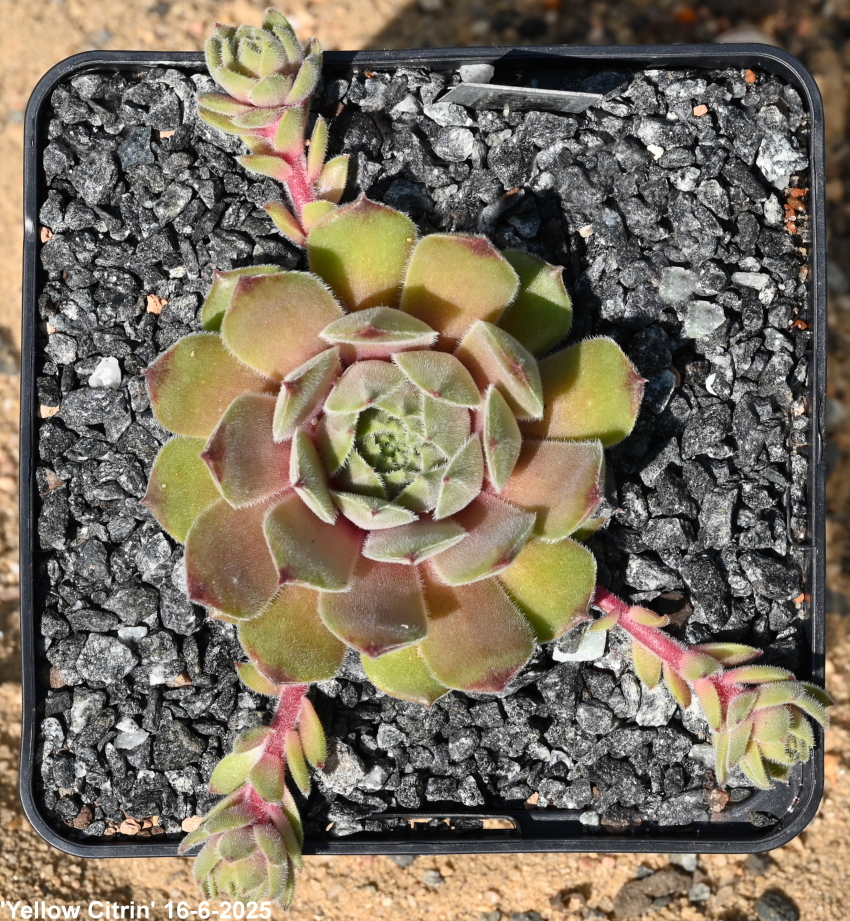 Yellow Citrin