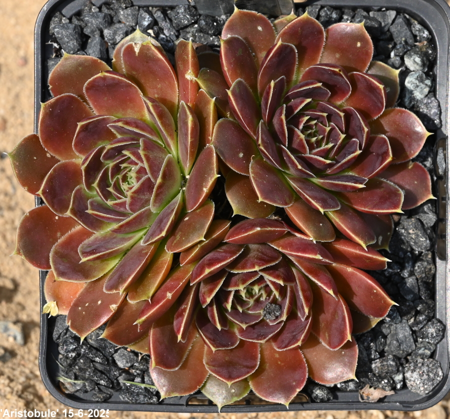 Aristobule / Jovi